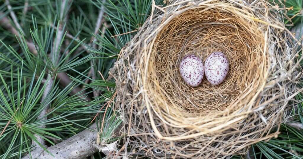A northern cardinal egg that is approximately 1 inch long