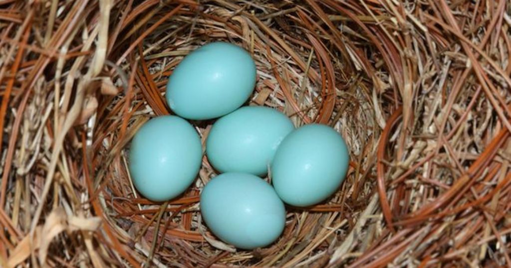 An Eastern bluebird egg that is 1 inch long