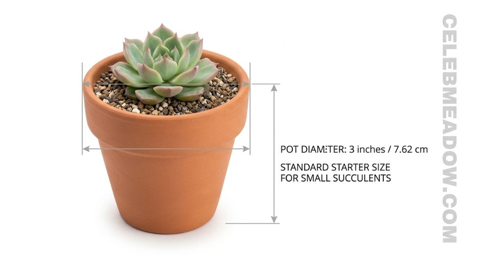 Small Haworthia succulent in a 3-inch terracotta pot on a windowsill showing diameter reference.