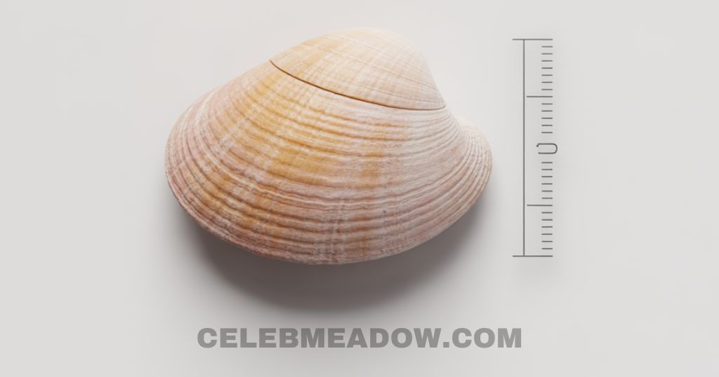 adult coquina shell on beach measuring approximately 1 inch across
