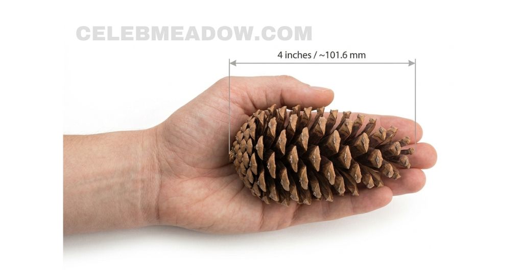 A closed Eastern White Pine cone held in a hand, measuring approximately 4 inches in length