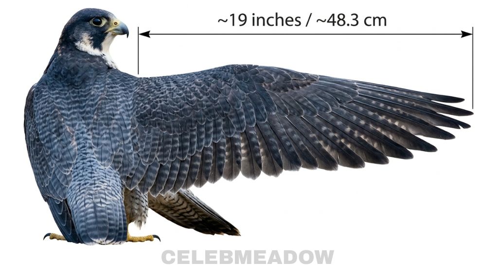 Outstretched peregrine falcon wing with a measurement arrow showing approximately 19 inches from body to wingtip