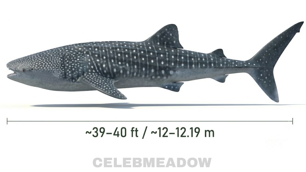 Whale Shark That Is 40 Feet Long
