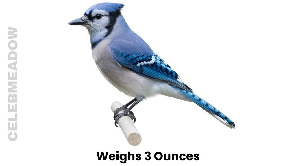 A Blue Jay Weigh 3 Ounces