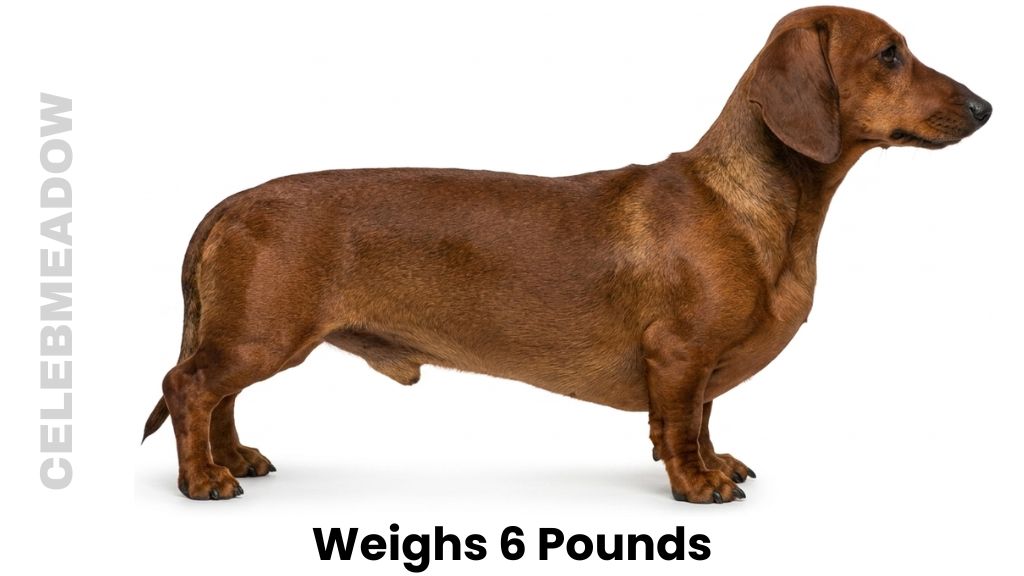 A Full-Grown Standard Dachshund Weigh 6 Pounds