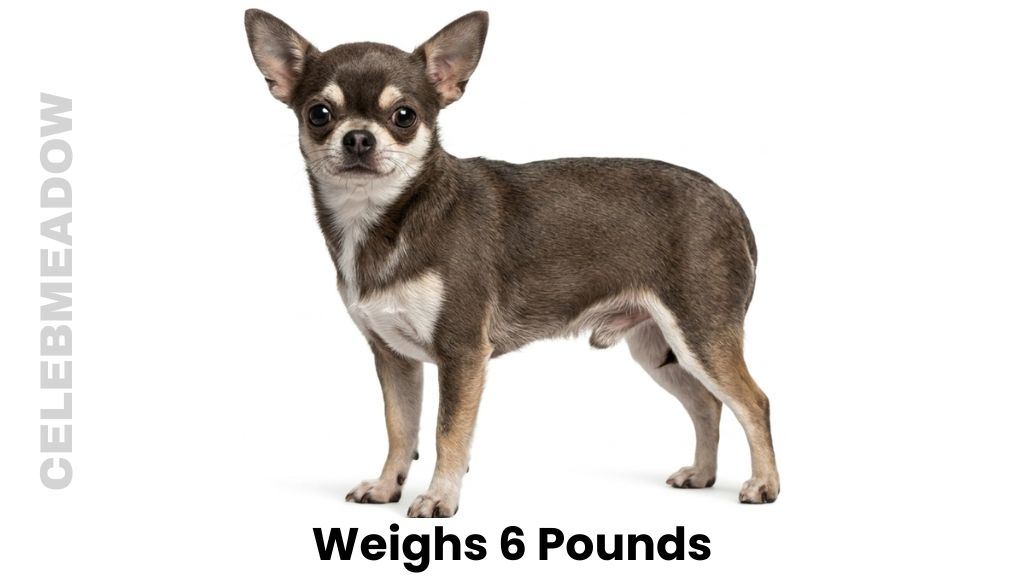A Show-Standard Chihuahua Weigh 6 Pounds