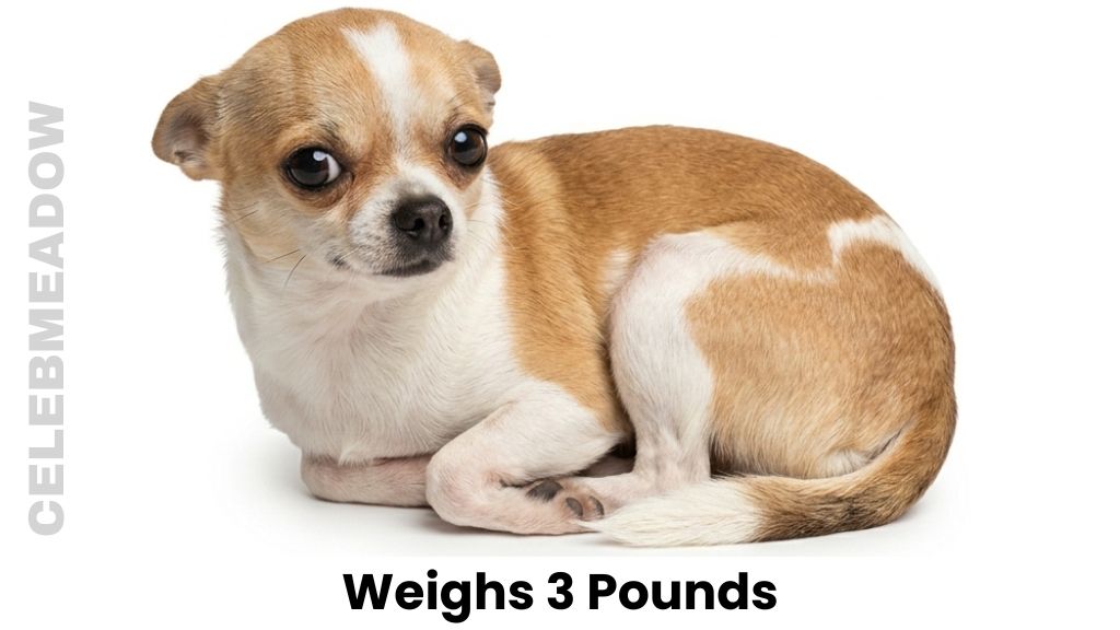 An Adult Chihuahua Weigh 3 Pounds