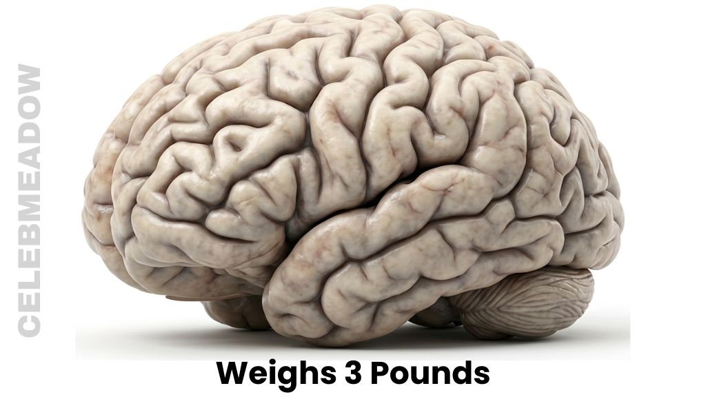 An Adult Human Brain Weigh 3 Pounds
