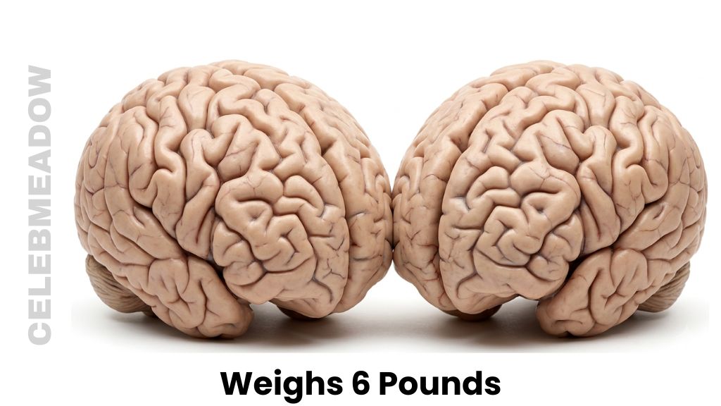 An Adult Human Brain Weigh 6 Pounds