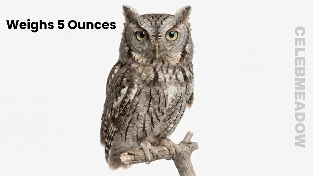 An Eastern Screech Owl Weigh 5 Ounces