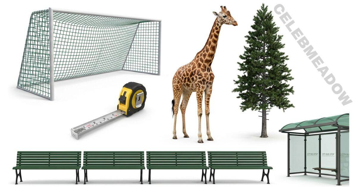 25 Feet Long: 12 Common Things That Show How Far It Is