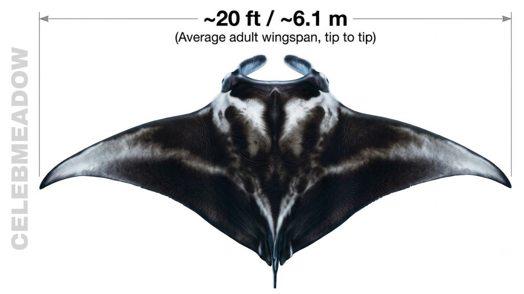 Giant Manta Ray Wingspan That Is 20 Feet Tall