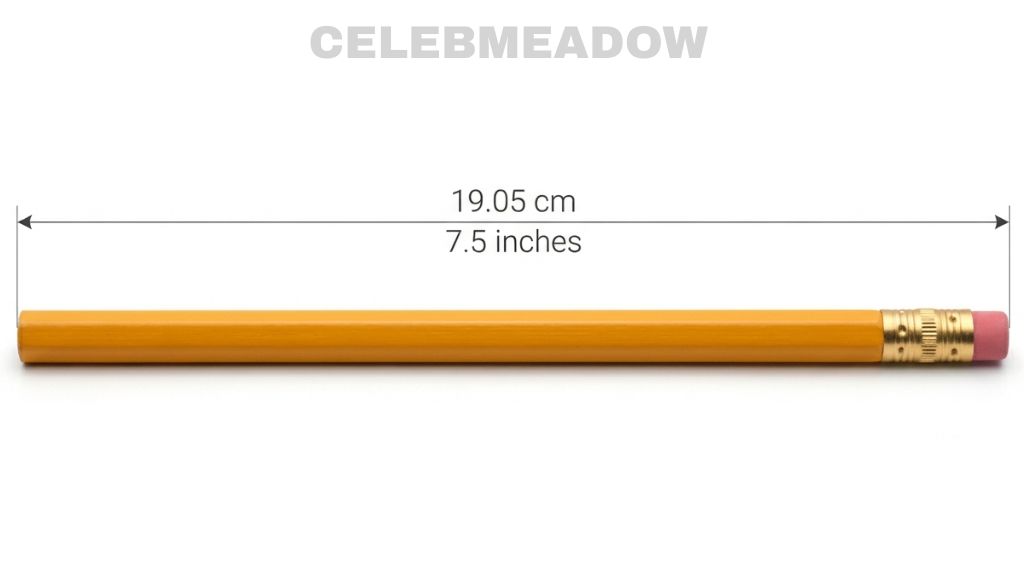 How Big is 20 cm Standard No. 2 Pencil