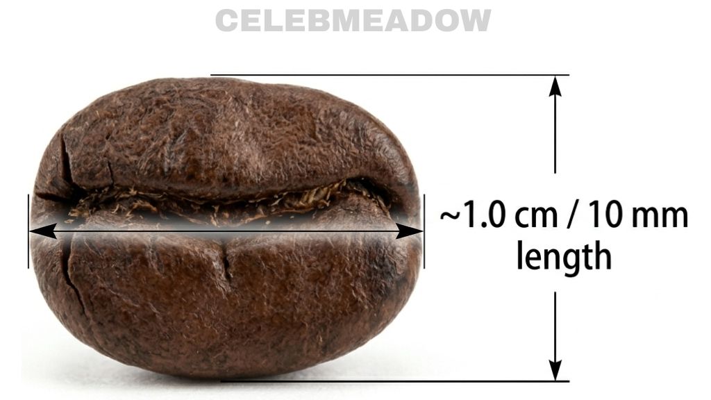 Large Coffee Bean That Is 1 cm Long