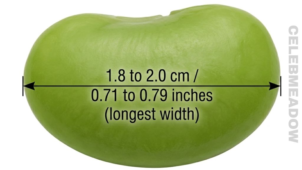 Shelled Edamame Bean That Is 2 cm Long