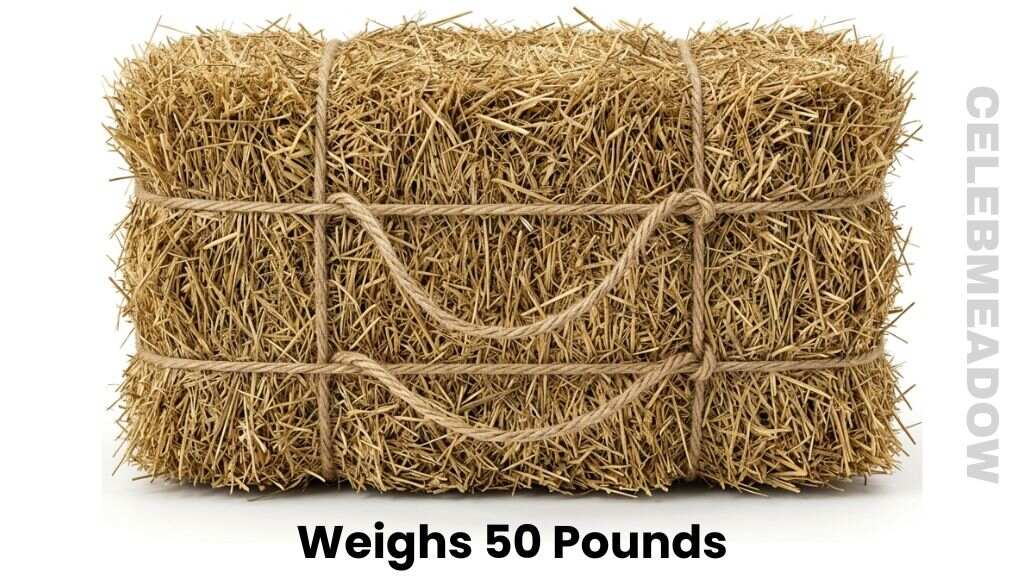Small Square Bale of Hay Weigh 50 Pounds