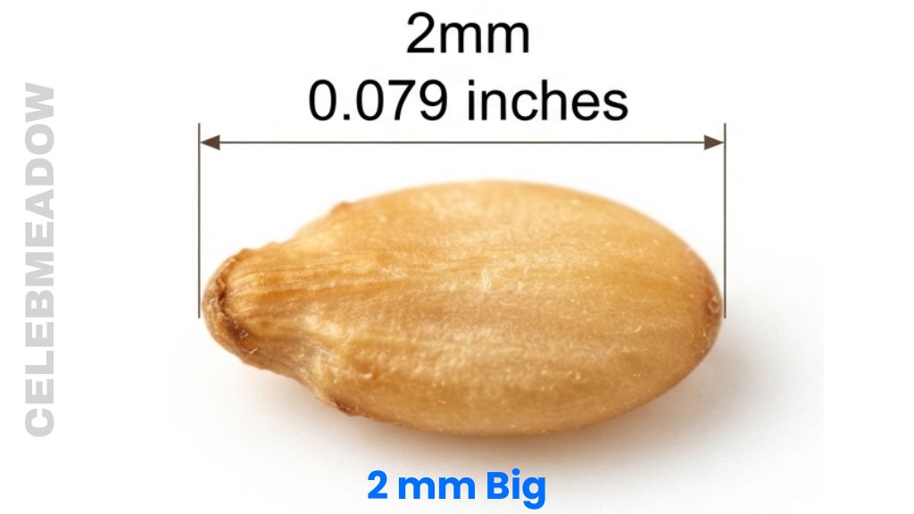 A Single Sesame Seed That Is 2 mm Big