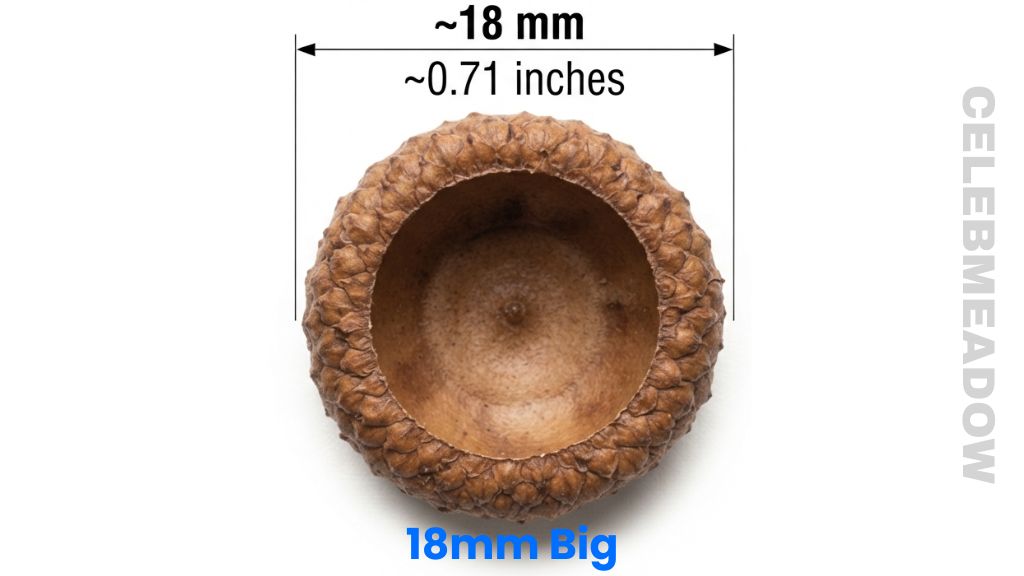 Acorn Nut Cap That Is 18mm Big