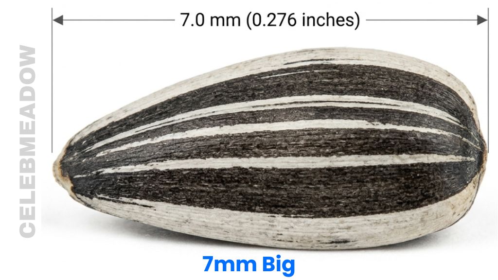 Commercial Striped Sunflower Seed That Is 7mm Big