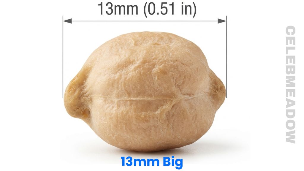 Garbanzo Bean That Is 13mm Big