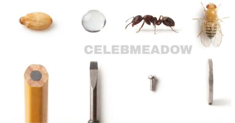 How Big is 2mm? 14 Common Things That Are 2 mm Big