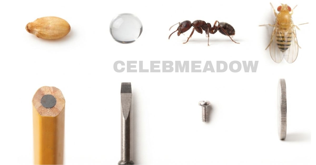 How Big is 2mm? 14 Common Things That Are 2 mm Big