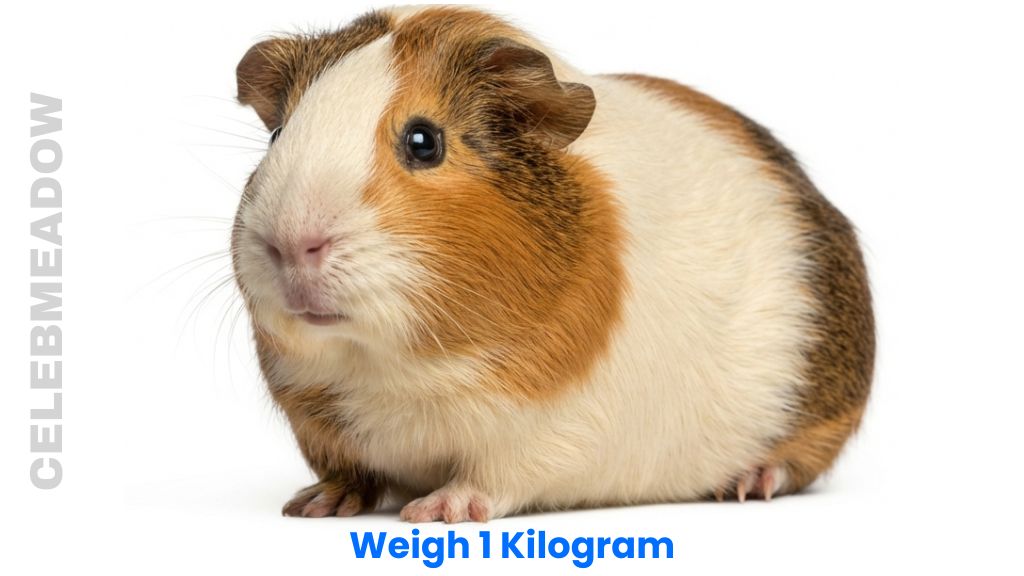 How much is 1 kg: a fully grown adult male guinea pig weighing around 1 kilogram