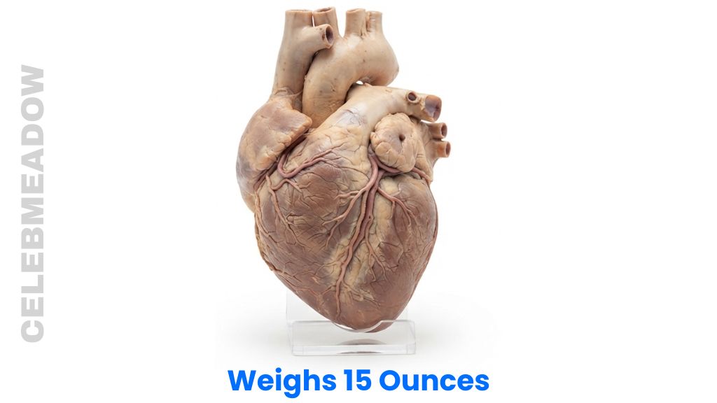 Human Heart Weigh 15 Ounces
