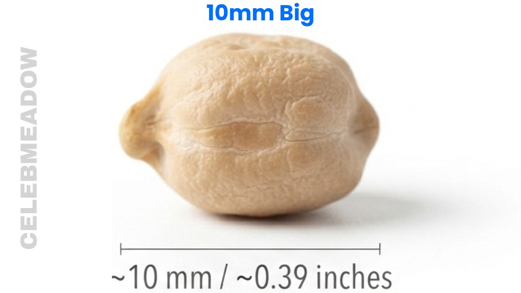 Mature Chickpea That Is 10mm Big