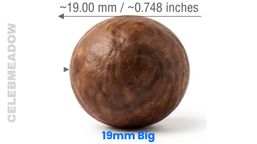 Premium Large Macadamia Nut That Is 19 mm Long