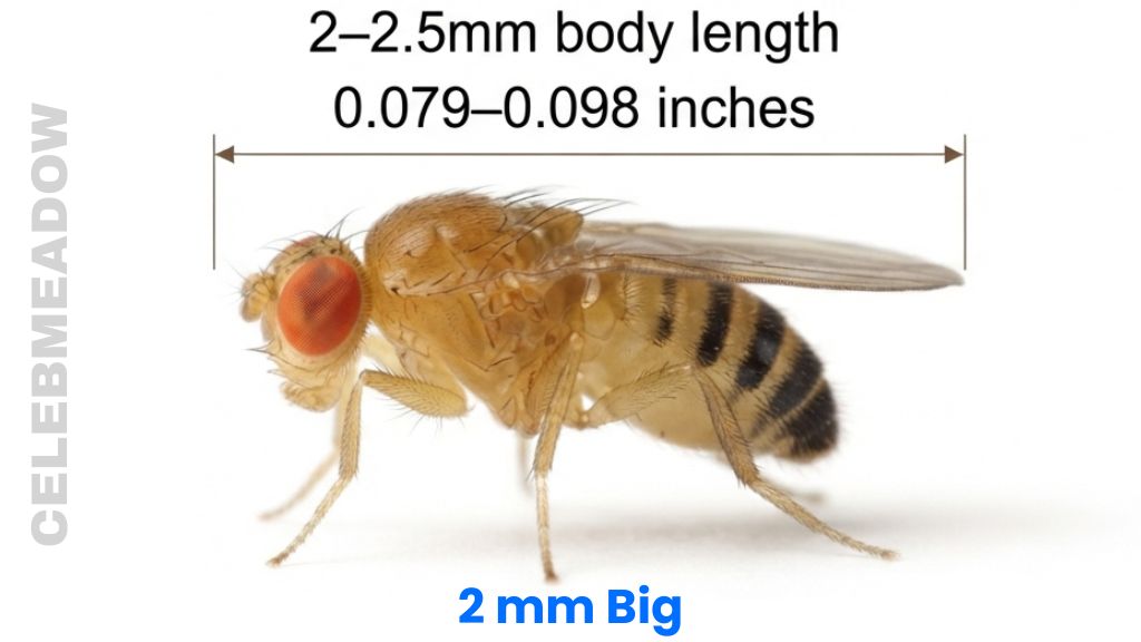 The Fruit Fly That Is 2 mm Big